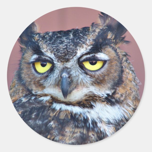 Sticker Rond Owl Eyes (Devant)