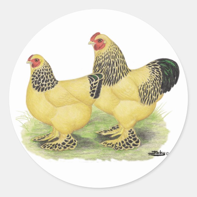 Sticker Rond Paire Brahma Buff (Devant)