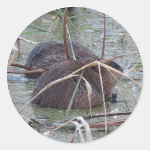 Sticker Rond Paire de rats musqués