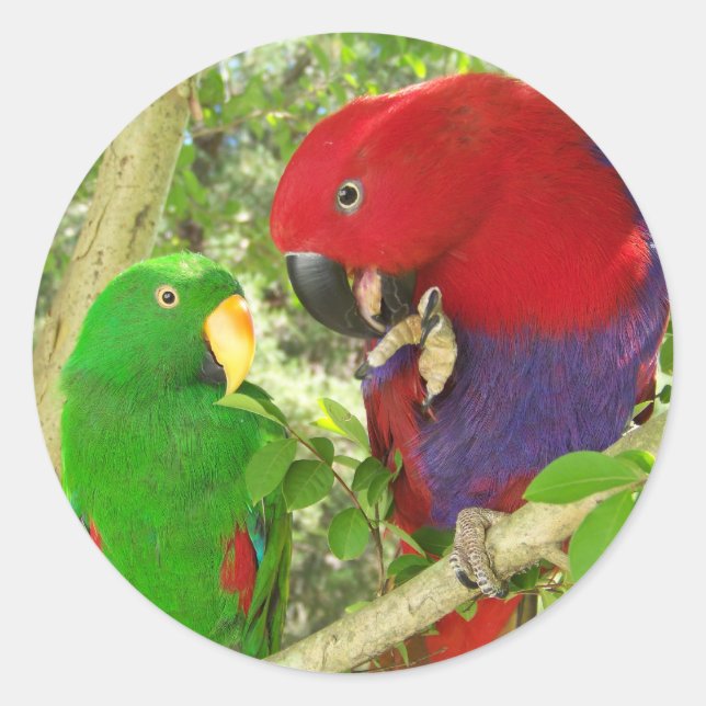 Sticker Rond Paire Eclectus (Devant)