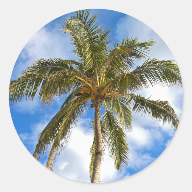 Sticker Rond palmier tropical et ciel (Devant)