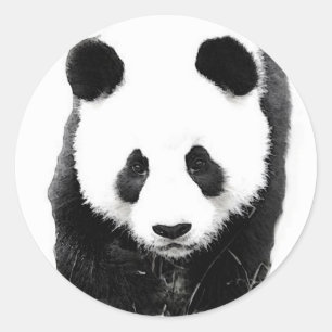 Sticker Rond Panda