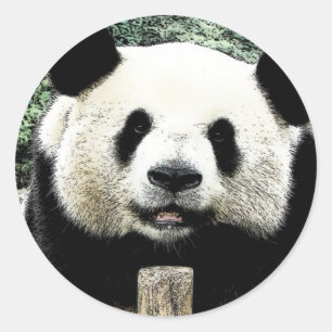 Sticker Rond Panda