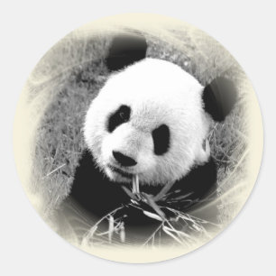 Sticker Rond Panda