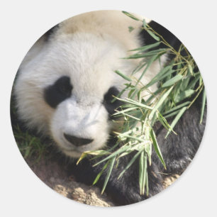 Sticker Rond Panda Bear @ Zoo Atlanta