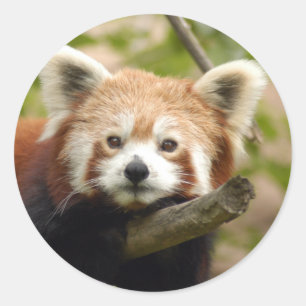 Sticker Rond panda-rouge-007