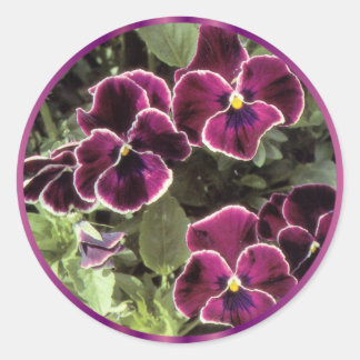 Sticker Rond Pansies violettes
