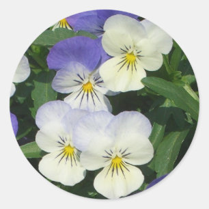 Sticker Rond Pansies violettes Jardin Floral