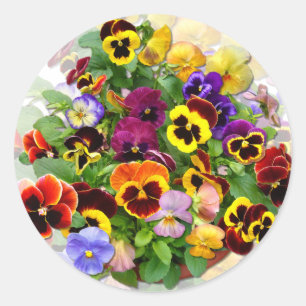 STICKER ROND PANSY BEAUTY