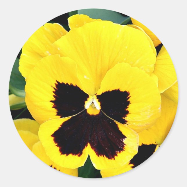 Sticker Rond Pansy jaune (Devant)