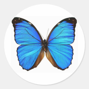 Sticker Rond Papillon
