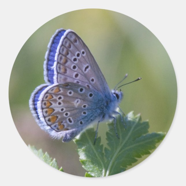 Sticker Rond papillon bleu (Devant)