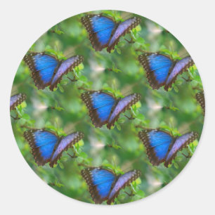 Sticker Rond Papillon bleu