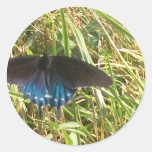 Sticker Rond papillon bleu et noir