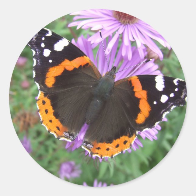 Sticker Rond Papillon de l'amiral rouge (Devant)