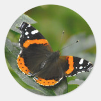 Papillon de l'amiral rouge