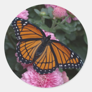 Sticker Rond papillon de vice-roi