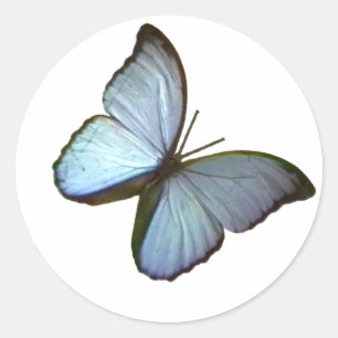 Sticker Rond Papillon Fribourg Allemagne Bleu 45° Le MUSÉE