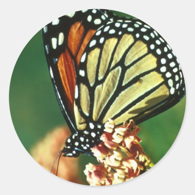 Sticker Rond Papillon monarque (Devant)
