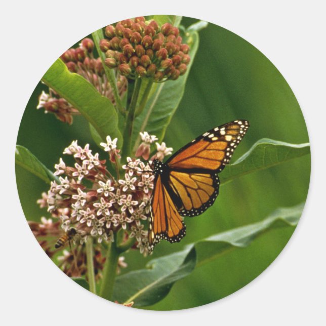 Sticker Rond Papillon monarque (Devant)