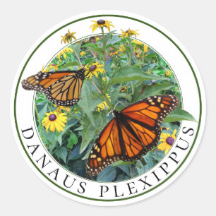 Sticker Rond Papillon monarque et Eyed noir Susan Rudbeckia