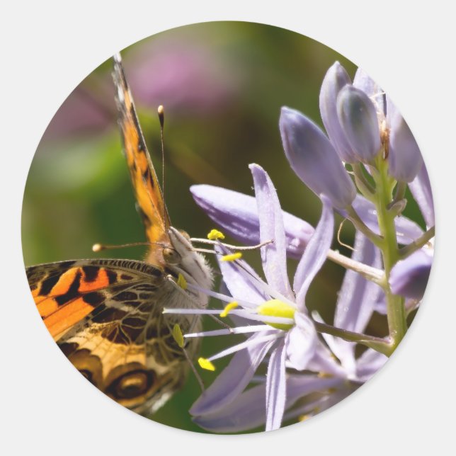 Sticker Rond Papillon orange sur les vêtements et les cadeaux d (Devant)