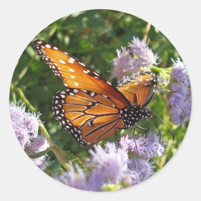 Sticker Rond Papillon Photo Monarque Purple Floral Nature (Devant)