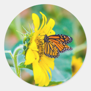 Sticker Rond Papillon sur un tournesol