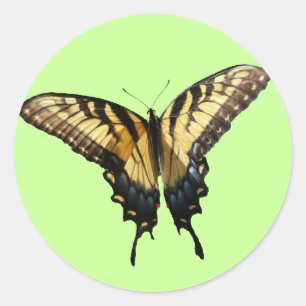 Sticker Rond Papillon Swallowtail III Belle photo colorée