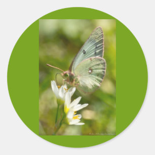 Sticker Rond Papillon Vert sur Fausse Ail Parure et Cadeaux