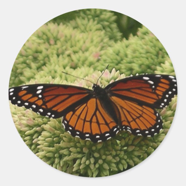 Sticker Rond Papillon Viceroy Belle photographie de la nature (Devant)