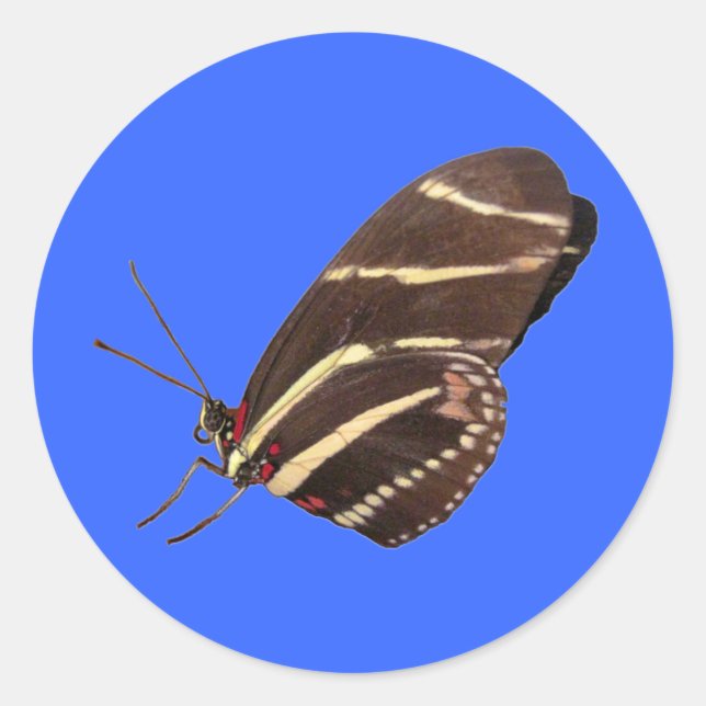 Sticker Rond Papillon zèbre de Floride (Devant)