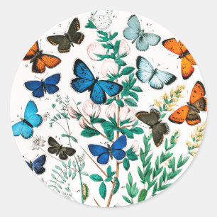 Sticker Rond Papillons, chenilles de William Forsell Kirby