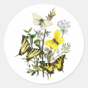 Sticker Rond Papillons de l'été