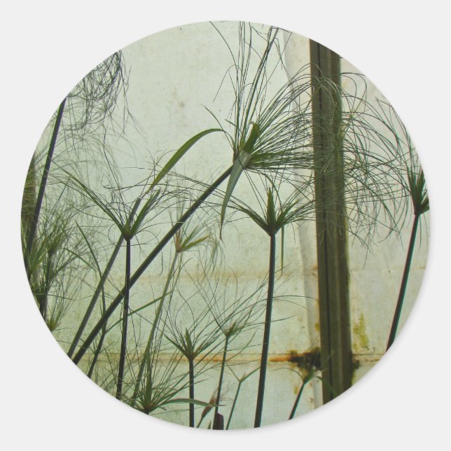 Sticker Rond Papyrus (Devant)