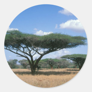 Sticker Rond Parapluie Thorn Acacia (Acacia tortilis), Mkuze
