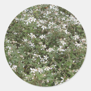 Sticker Rond Patch Briar Spring
