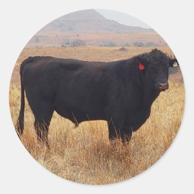 Sticker Rond Pâturage de Steer Black Angus avec son troupeau (Devant)