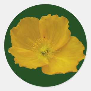 Sticker Rond Pavot jaune Fleur sauvage de l'Alaska Floral