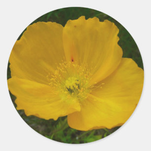 Sticker Rond Pavot jaune Fleur sauvage de l'Alaska Floral