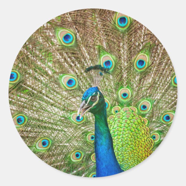 Sticker Rond Peacock (Devant)