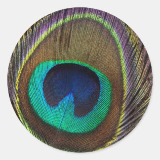 Sticker Rond Peacock Feather verticalement vers le haut