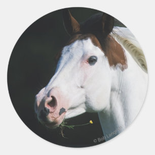 Sticker Rond Peignez le Headshot 3 de cheval