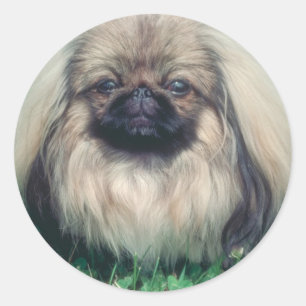 Sticker Rond Pekingese