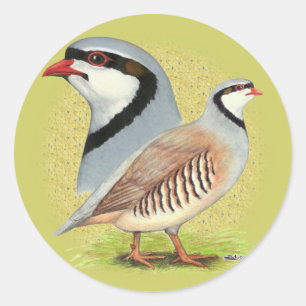 Sticker Rond Perdrix de Chukar combinée