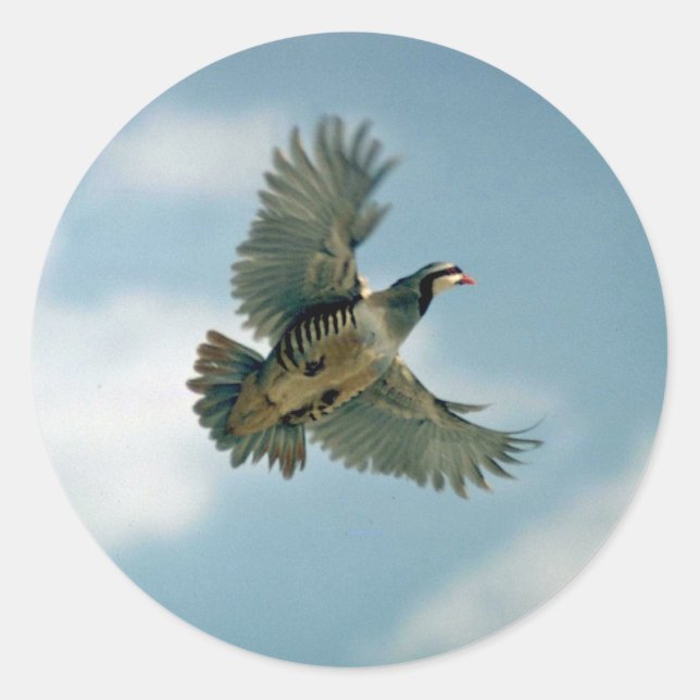 Sticker Rond Perdrix de Chukar en vol (Devant)