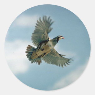 Sticker Rond Perdrix de Chukar en vol