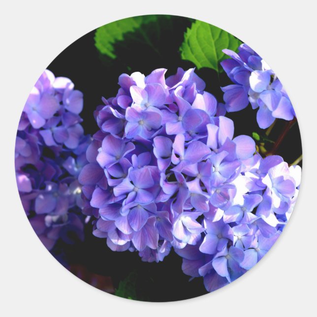 Sticker Rond Périwinkel hydrangeas violet bleu fleur floral (Devant)