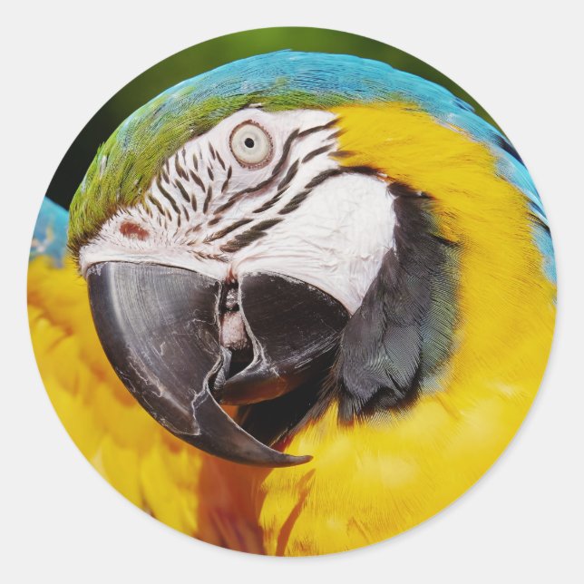Sticker Rond Perroquet bleu et or macaw (Devant)
