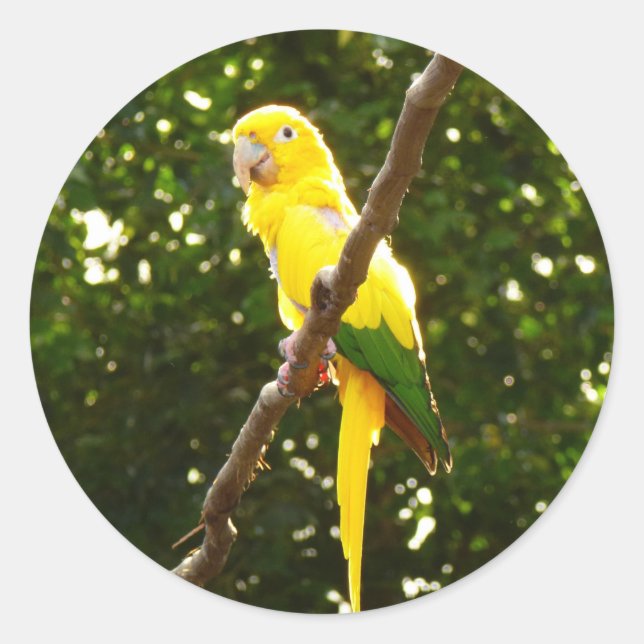 Sticker Rond Perroquet jaune (Devant)